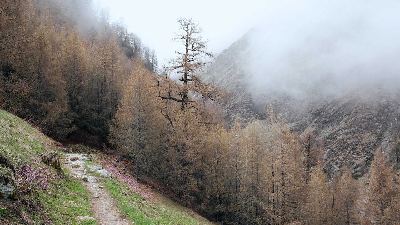 Apple Watch Heart Rate Zones: How to Set Them Up (and Train Smarter)