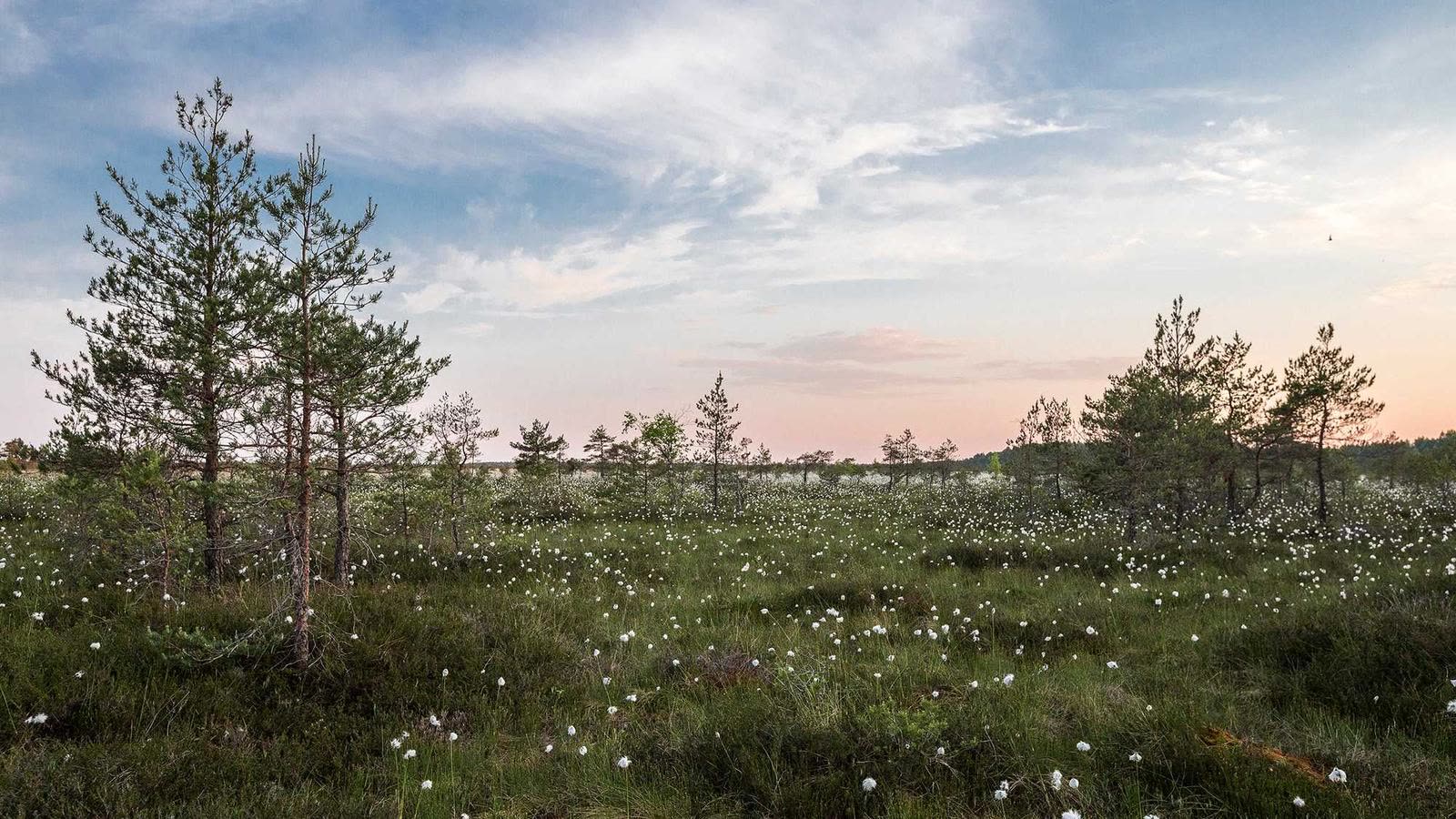 Apple Watch HRV missing? why you have no readings (and how to fix it)