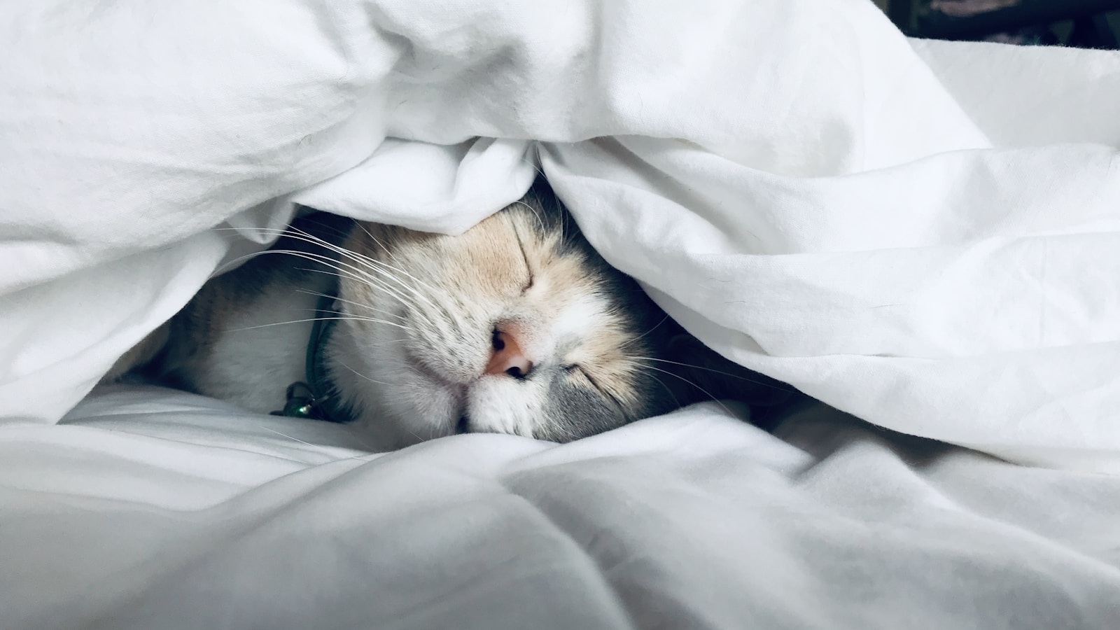 Apple Watch Sleep Stages: What Deep, REM, and Core Sleep Actually Mean ...